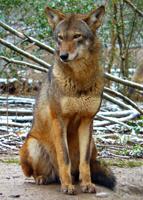 red wolf
