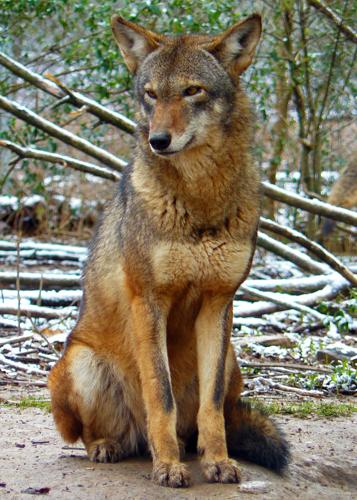 red wolf