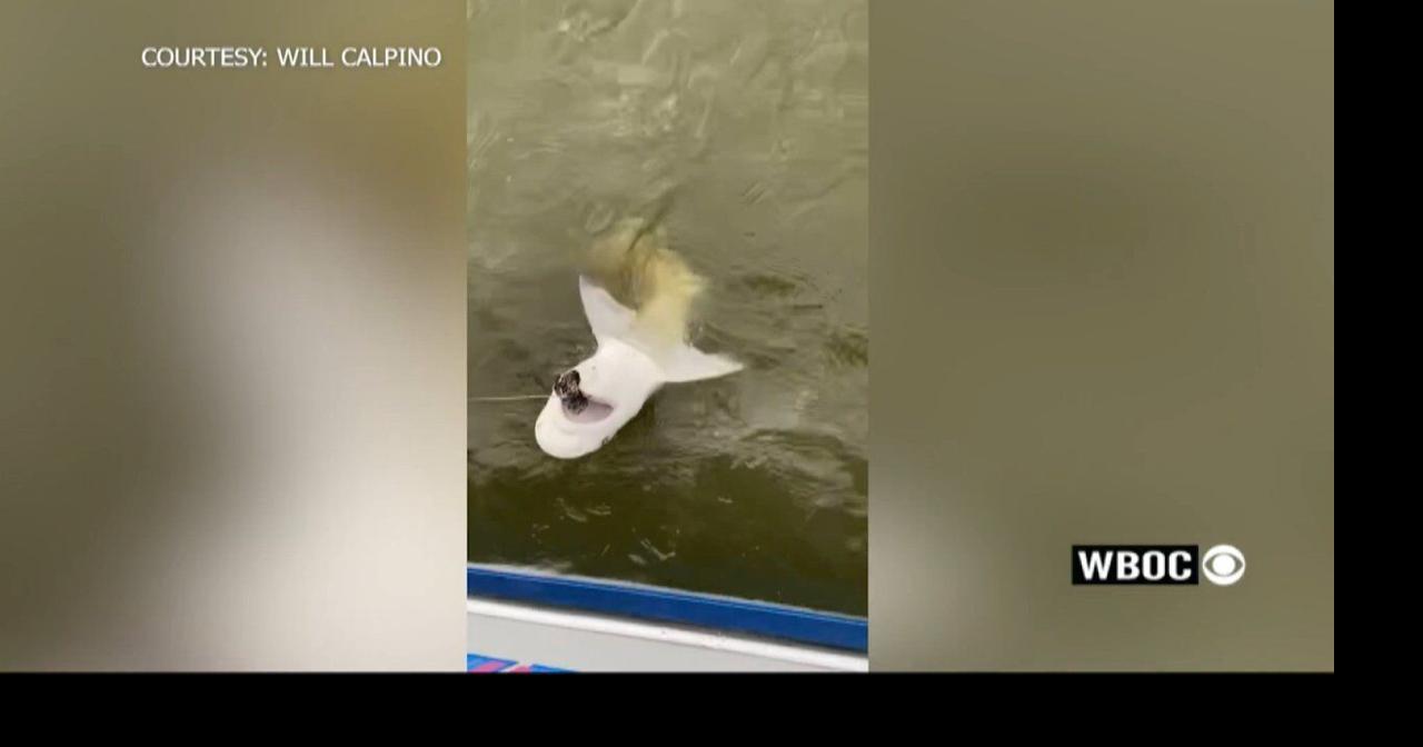 Shark Caught in Nanticoke River Latest News
