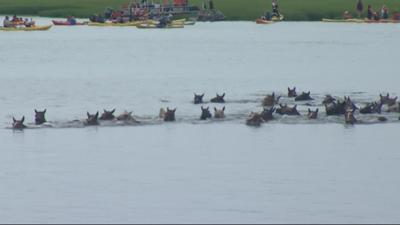 Thousands Turn Out for 93nd Annual Chincoteague Pony Swim