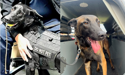 Dewey Beach Ocean City K9s