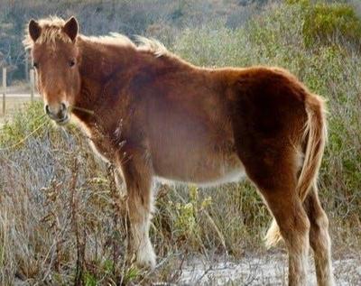 Assateague Wild Horse Struck and Killed by Park Vehicle