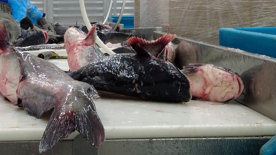 Mixed Opinions On USDA Wild Caught Catfish Regulations Latest News