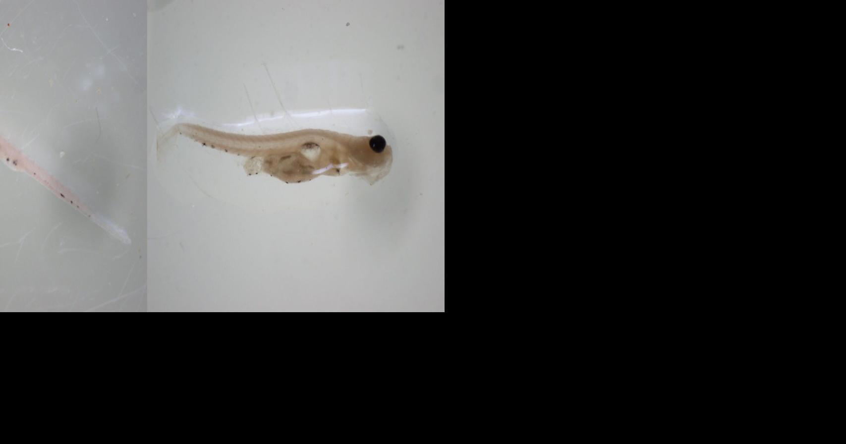 Maryland researchers: Lack of food for young not to blame for low striped bass numbers