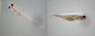 Striped Bass Larvae