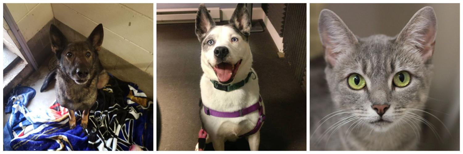 PetConnect2.15