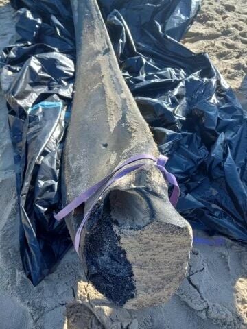 A whale of a find: Fossil bone discovered on Bethany Beach, Green
