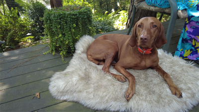 Kent County Veteran 'Still Serving' Community After Long Military Career