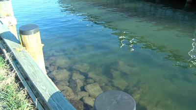 US Reps Ask Trump to Back Chesapeake Bay Cleanup Effort