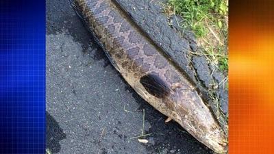 Northern Snakeheads Found in Ponds in Wicomico and Queen Anne's Counties
