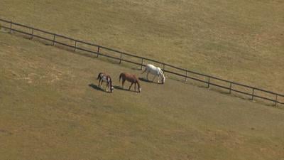Protecting horses through biosecurity