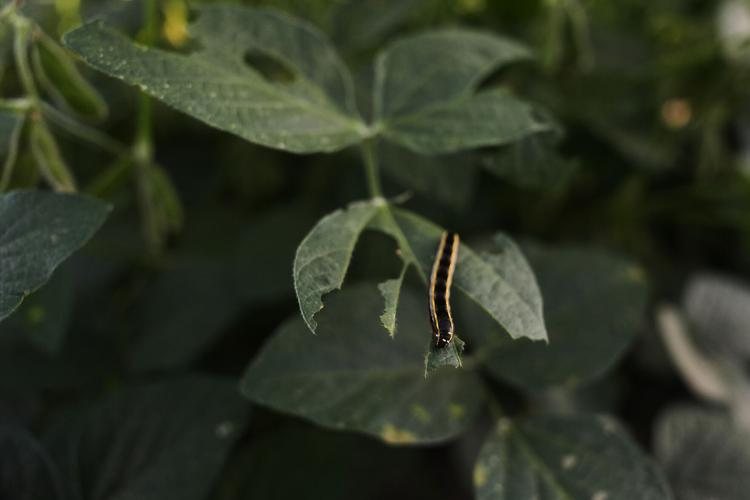 Climate Roots Carbon Capture