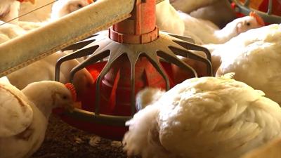 Chicken