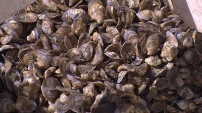 Watermen, Scientists Concerned Over 2017-2018 Oyster Season