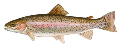 Rainbow Trout