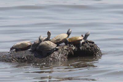 Marylanders Encouraged to Join Terrapin Survey