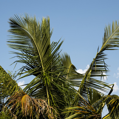 Elite Tree Service: Phoenix's Experienced Tree Service