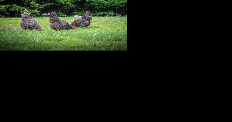 Presumptive bird flu case reported in Kent County backyard flock