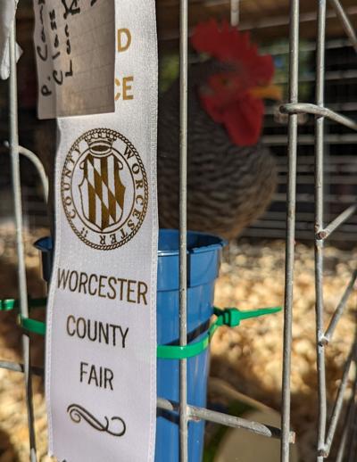 Worcester County Fair Award