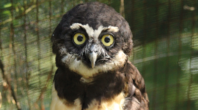 Bosque Spectacled Owl