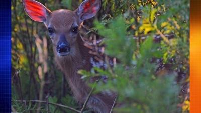 DNREC Issues Deer Advisory for Drivers