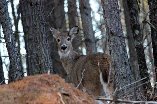 Deer Seasons & Bag Limits - Maryland Hunting