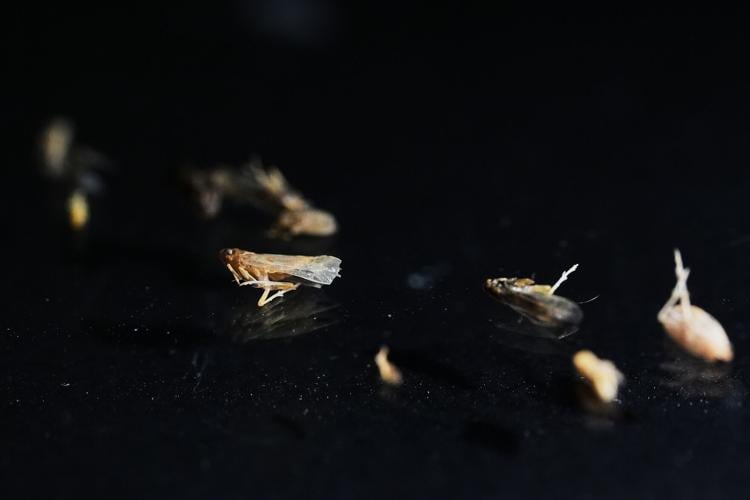 Climate Rice and Crawfish Pests