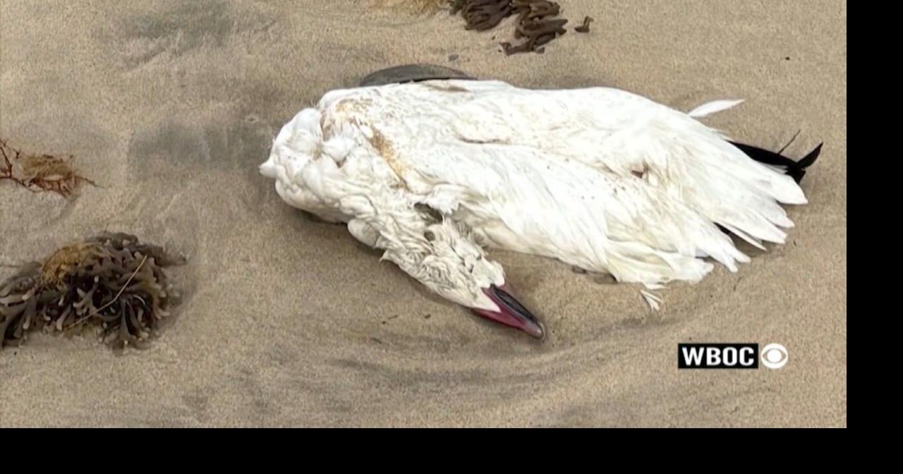 Snow goose tests presumptive positive for avian influenza in Kent ...