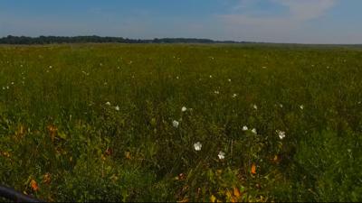 Travels With Charlie: Marshmallow Flowers