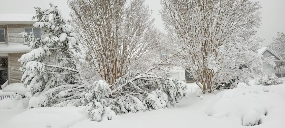 Pine Cone Way in Ocean Pines, Md.