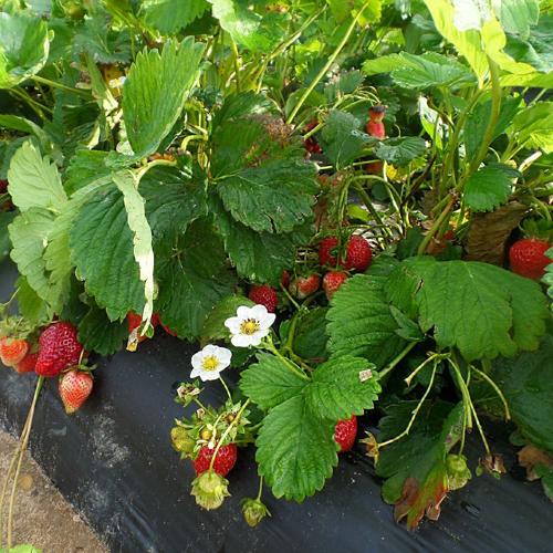 15977696_10155098243329728_246013034178397381_n