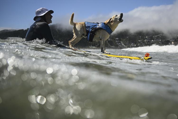 World Dog Surfing Competition