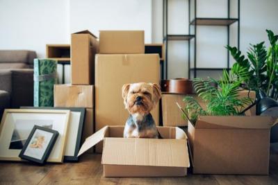 Movers With A Mother's Touch