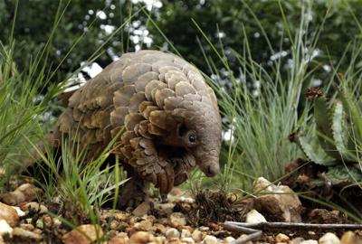 Climate Pangolin