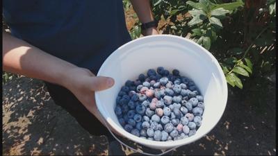 Travels With Charlie: Picking Blueberries at Garden of Eden