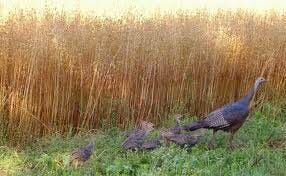 Delaware's Spring Turkey Hunting Season Set to Begin