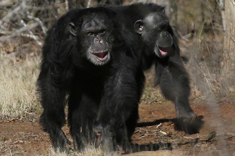 Ape Laughter