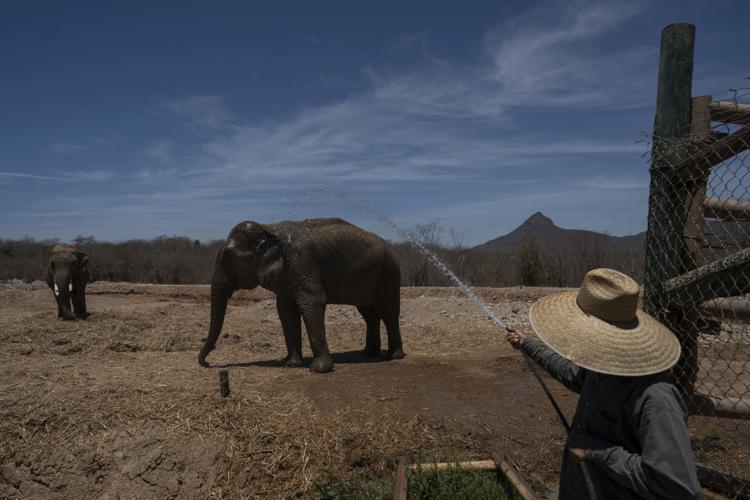 Mexico Violence Animal Refuge Photo Gallery