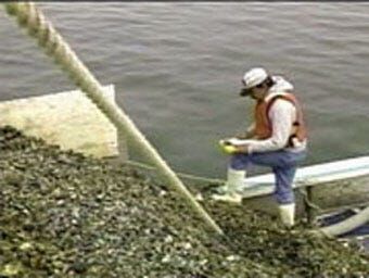 Maryland Police Use New Technology to Pursue Oyster Thieves