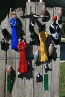 woodpeckers-web