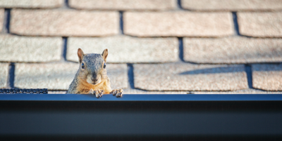 Apex Wildlife Control Warns Memphis Homeowners of Spring Squirrel Nesting Season