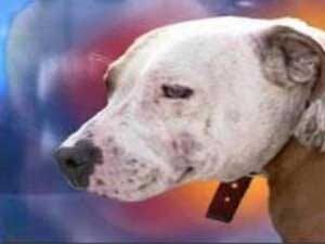 Md. Senate Advances Dog Bite Liability Measure