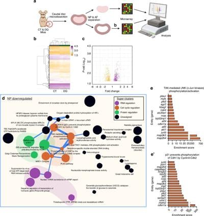 Senolytic Drug Combination Delays Early Intervertebral Disc Degeneration in Mice
