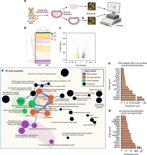 Senolytic Drug Combination Delays Early Intervertebral Disc Degeneration in Mice
