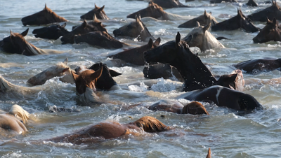 Pony Swim