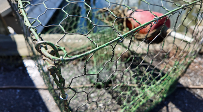 A crabbing pot. (WBOC).