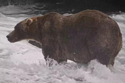 Alaska Fat Bear Week
