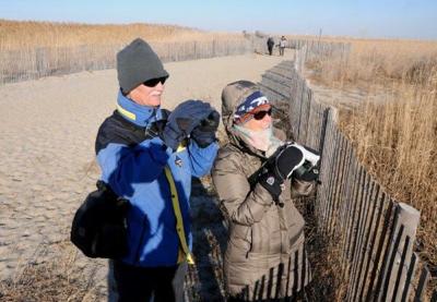 Snowy Owls Making Rare Appearances in Southern Delaware