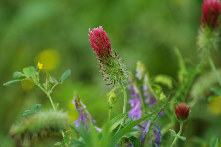 Climate Solar Farm Cattle