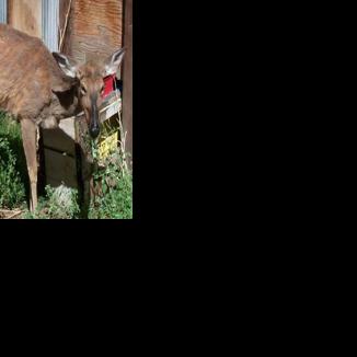 DNREC to hold community meeting on Chronic Wasting Disease regulations